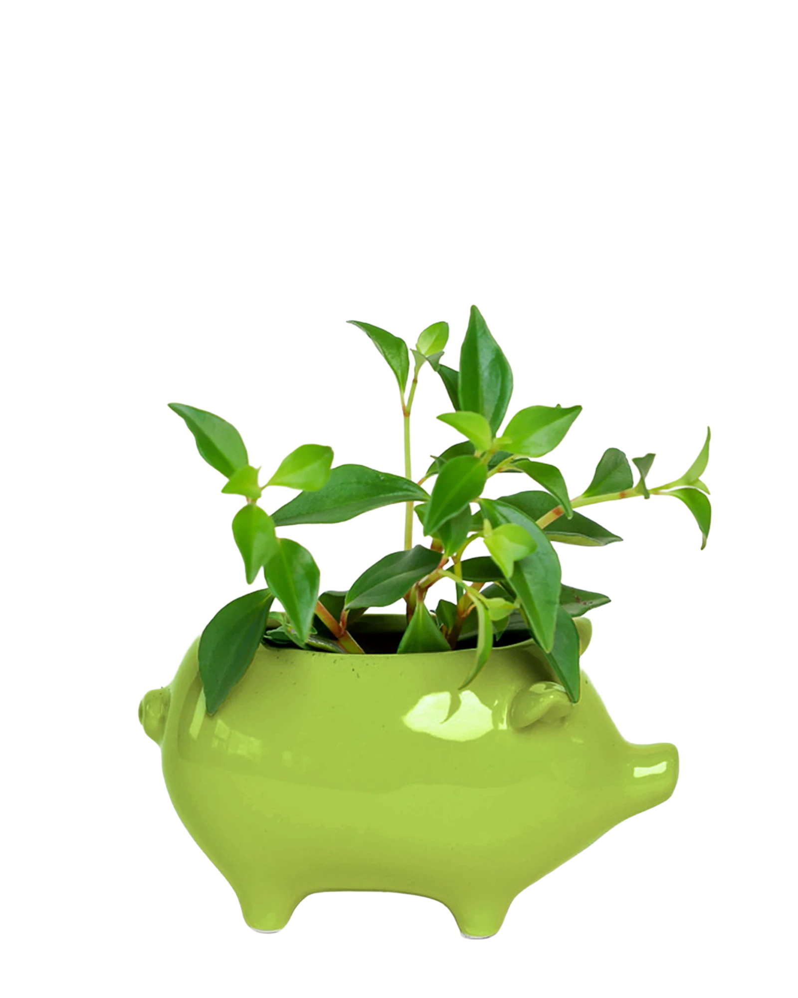 Chive Pig Chartreuse color glazed ceramic pig shaped planter styled with a small plant.