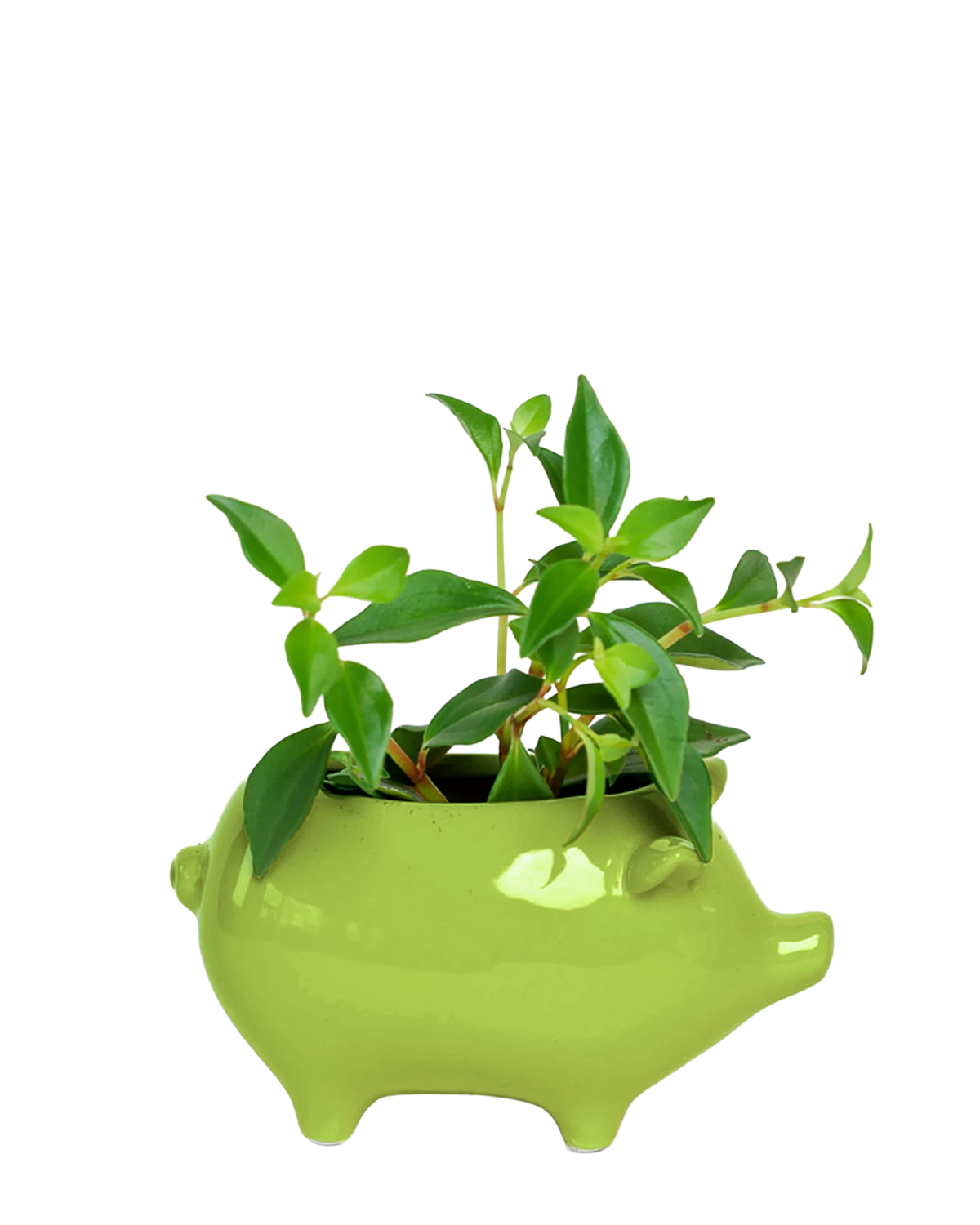 Pig Whimsical Ceramic Planter - Cachepot Design | Chive