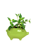 Chive Pig Chartreuse color glazed ceramic pig shaped planter styled with a small plant.