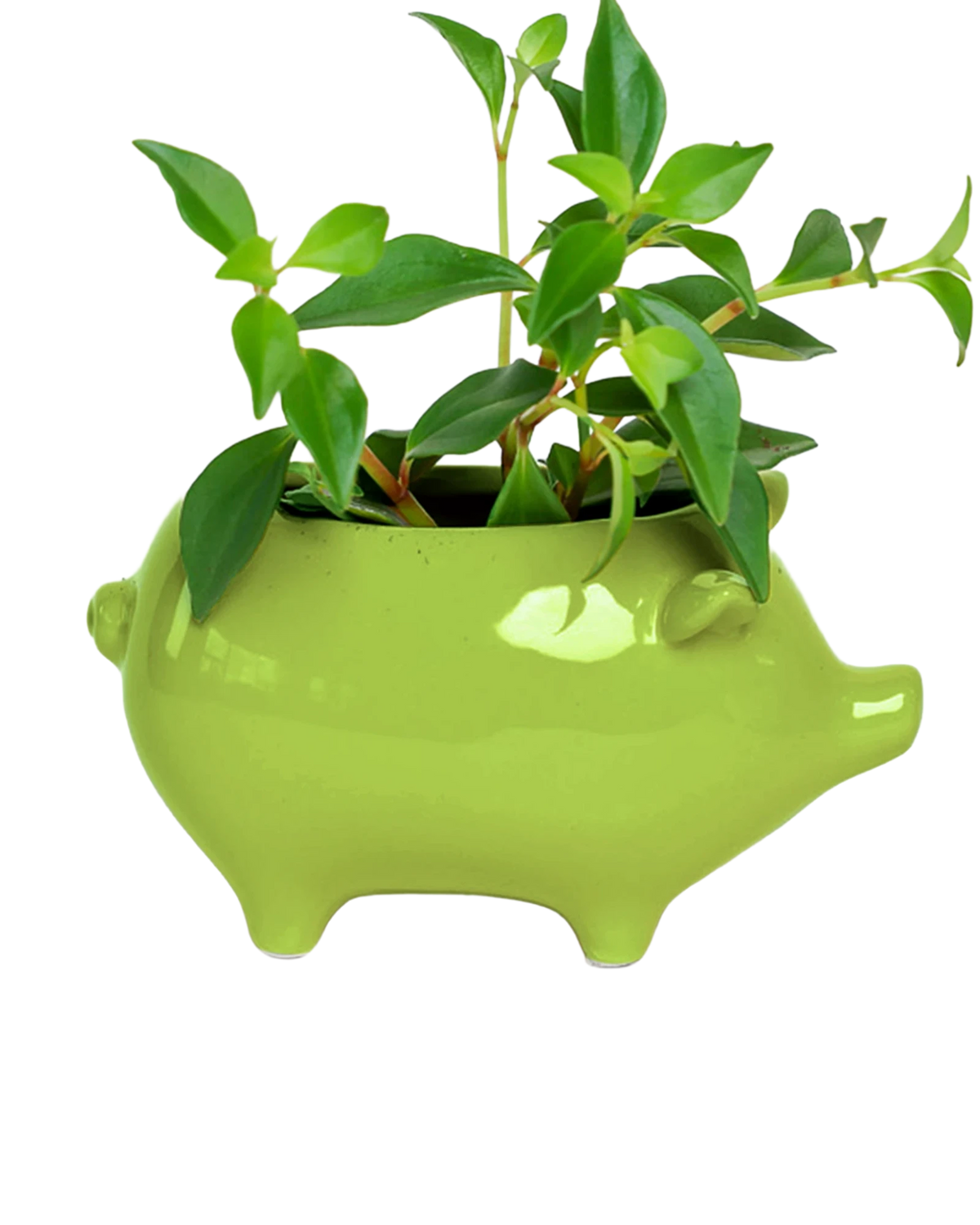 Pig Whimsical Ceramic Planter - Cachepot Design | Chive