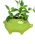 Chive Pig Chartreuse color glazed ceramic pig shaped planter styled with a small plant.