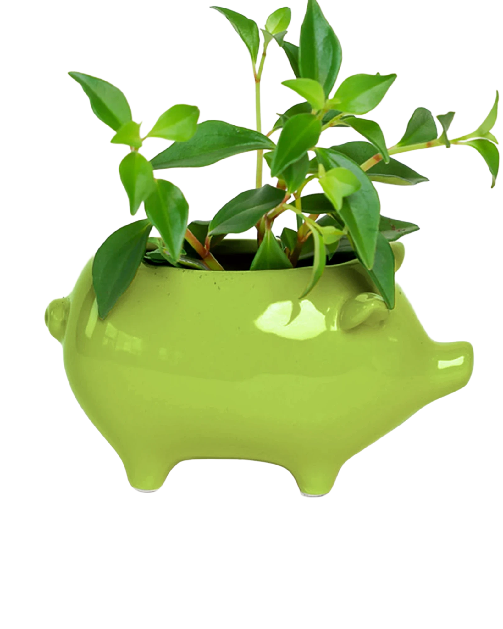 Chive Pig Chartreuse color glazed ceramic pig shaped planter styled with a small plant.