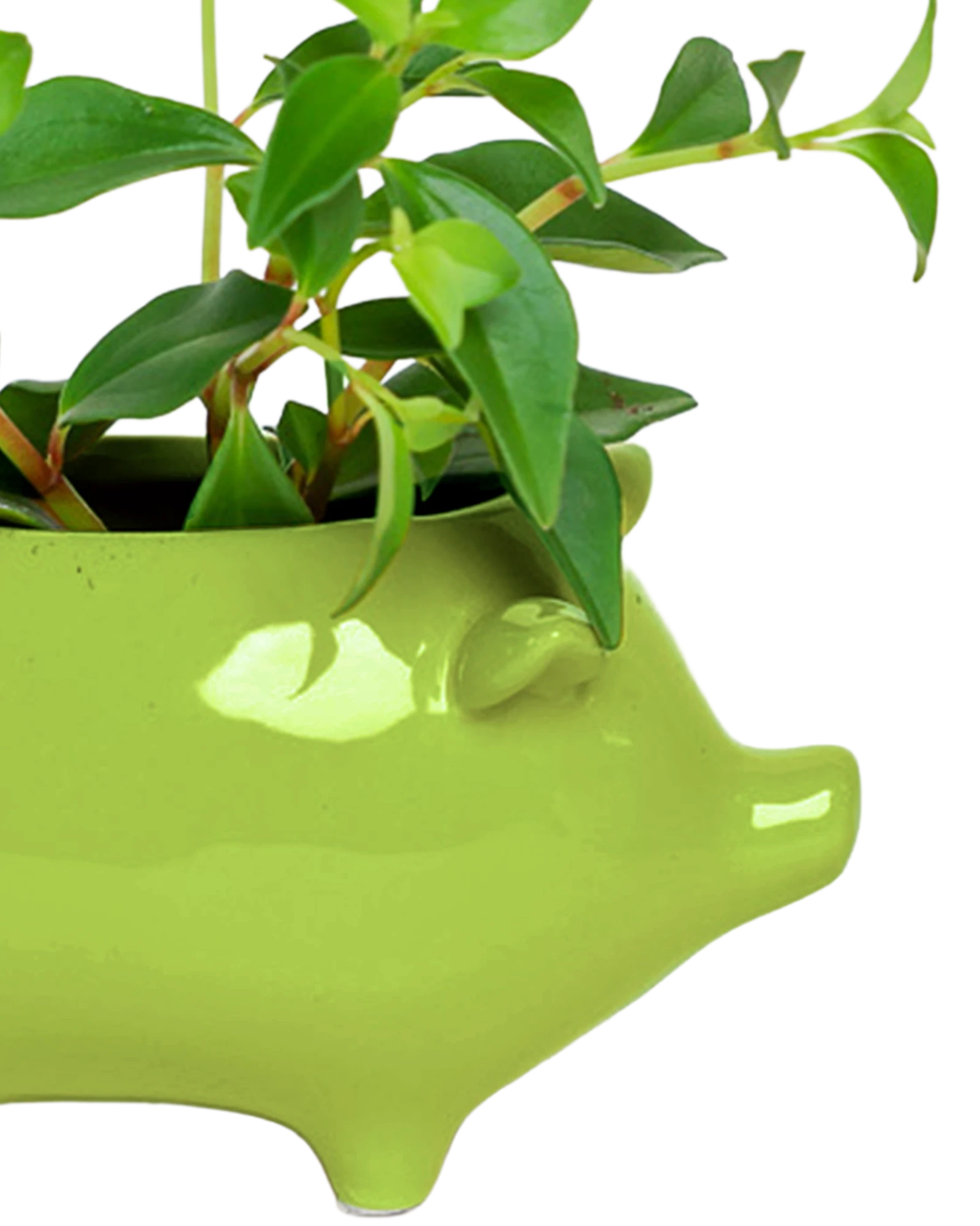 Close-up of the glossy glazed finish on a Chive Pig Chartreuse color ceramic planter, styled with a small plant.