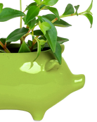 Close-up of the glossy glazed finish on a Chive Pig Chartreuse color ceramic planter, styled with a small plant.
