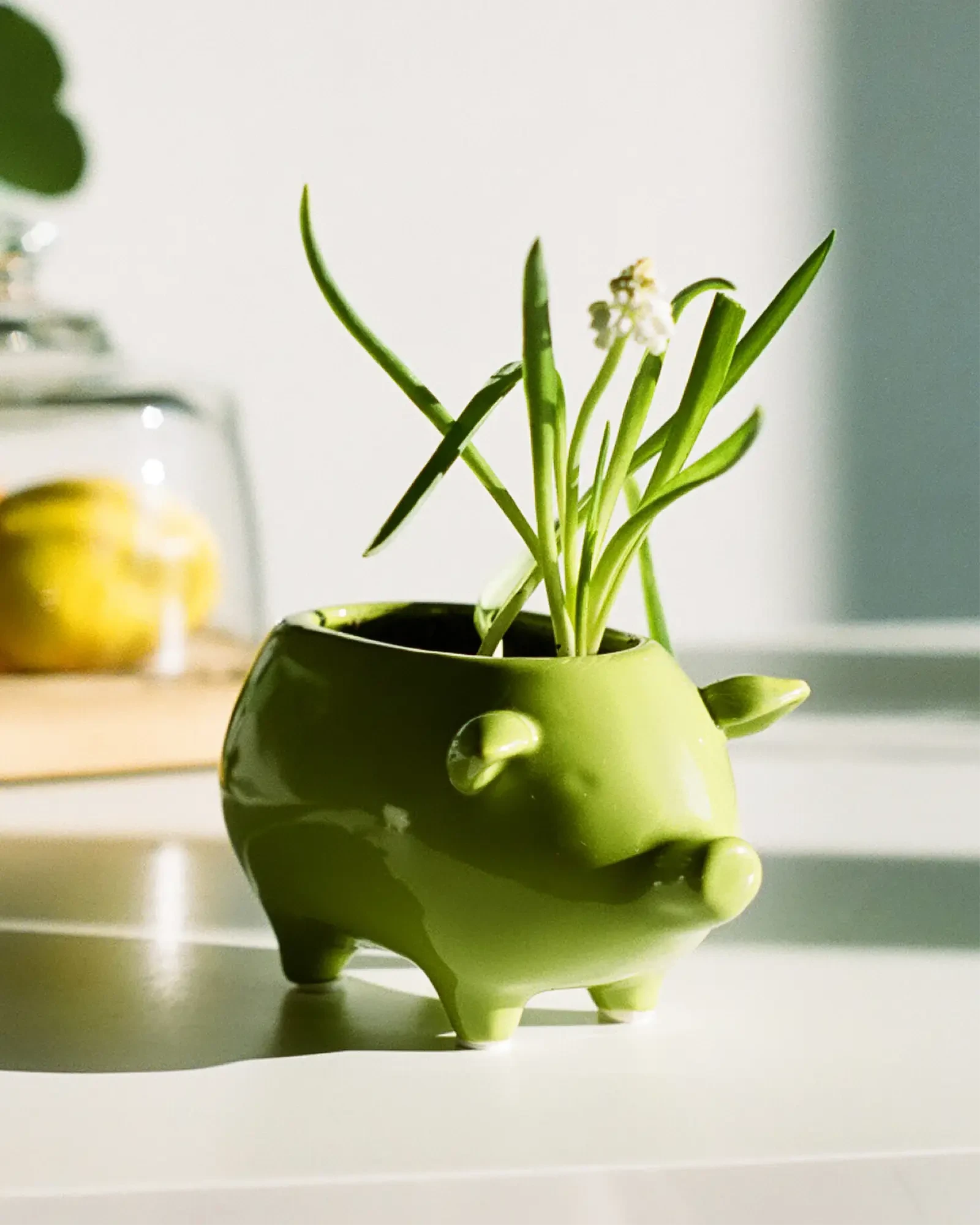 Chive Pig Chartreuse color glazed ceramic pig shaped planter styled with a small plant on a table in a bright room.