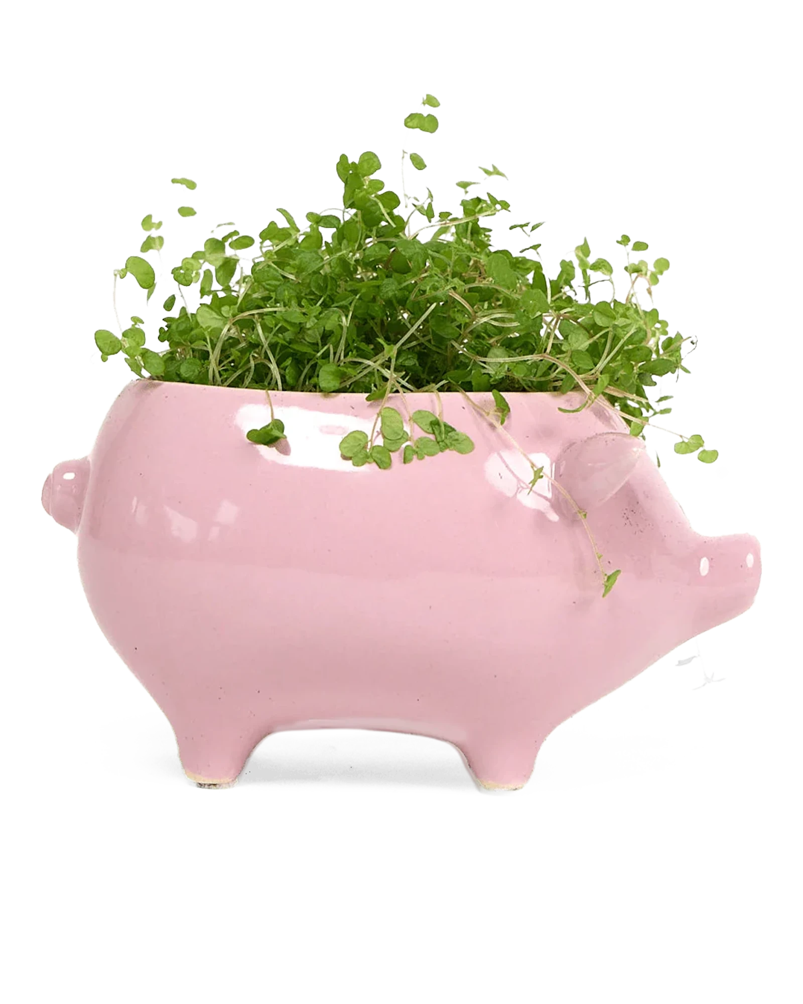 Chive Pig Pink color glazed ceramic pig shaped planter styled with a plant.