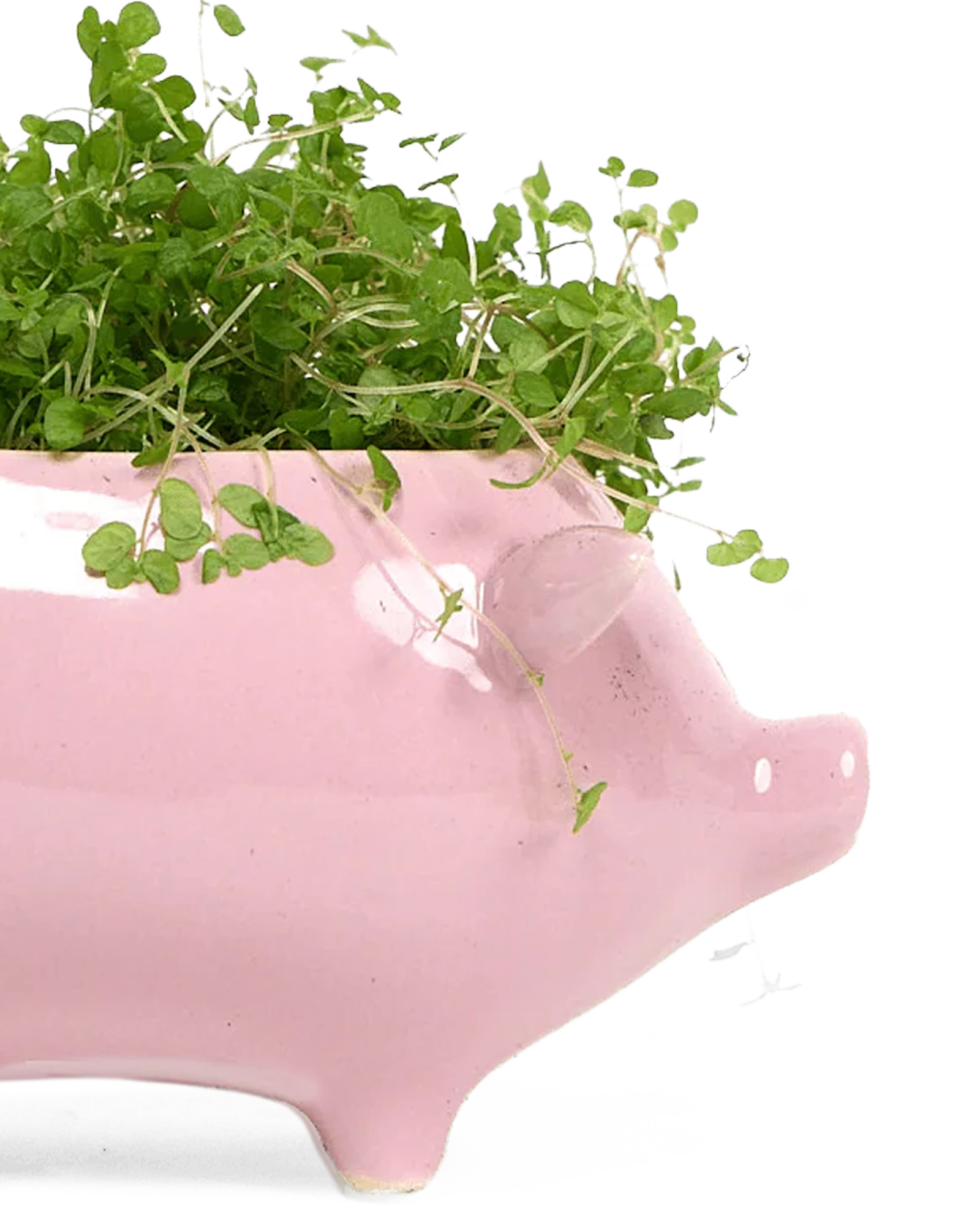 Close-up of the glossy glazed finish on a Chive Pig Pink color ceramic planter, styled with a plant.