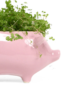 Close-up of the glossy glazed finish on a Chive Pig Pink color ceramic planter, styled with a plant.