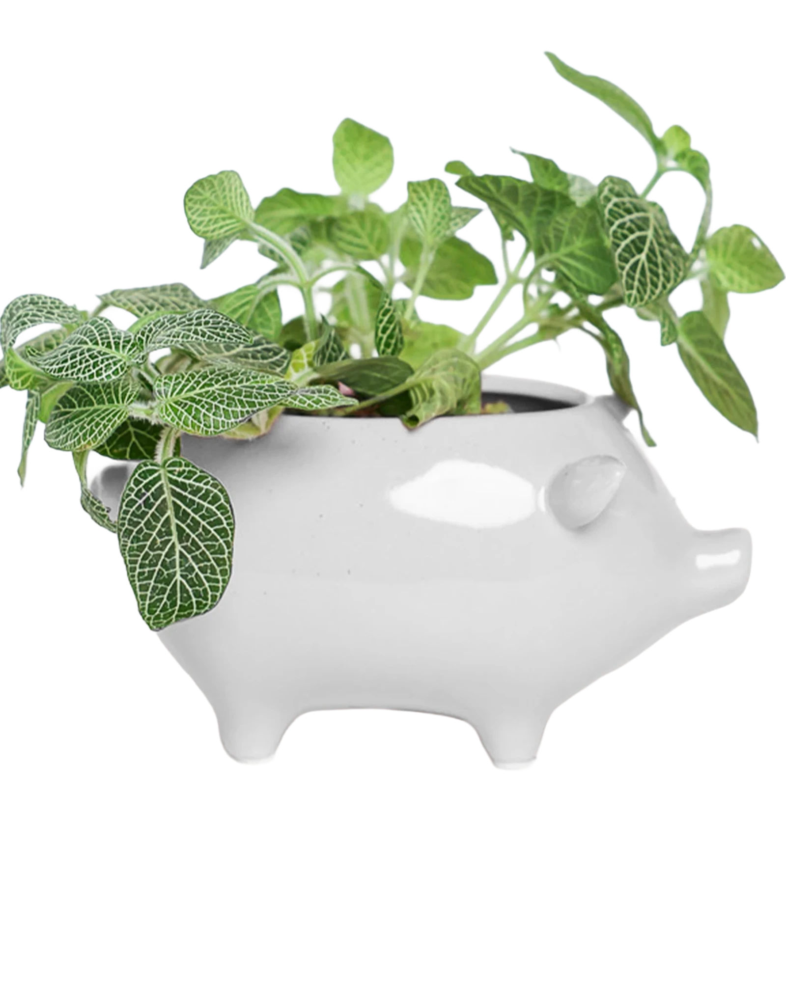 Chive Pig White color glazed ceramic pig shaped planter styled with a fittonia plant.