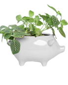 Chive Pig White color glazed ceramic pig shaped planter styled with a fittonia plant.