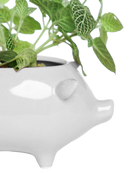 Close-up of the glossy glazed finish on a Chive Pig White color ceramic planter, styled with a plant.