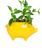 Chive Pig Yellow color glazed ceramic pig shaped planter styled with a small plant.
