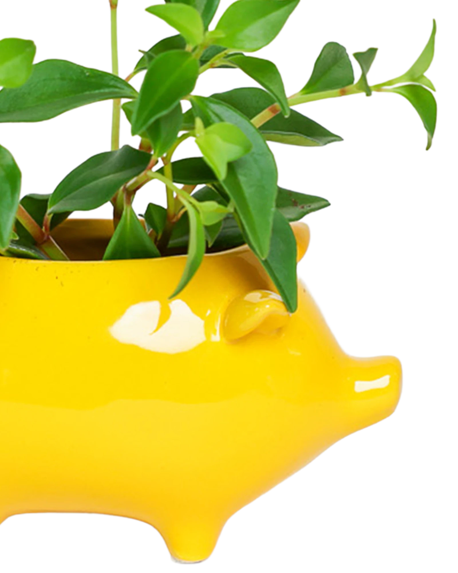 Close-up of the glossy glazed finish on a Chive Pig Yellow color ceramic planter, styled with a plant.