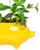 Close-up of the glossy glazed finish on a Chive Pig Yellow color ceramic planter, styled with a plant.