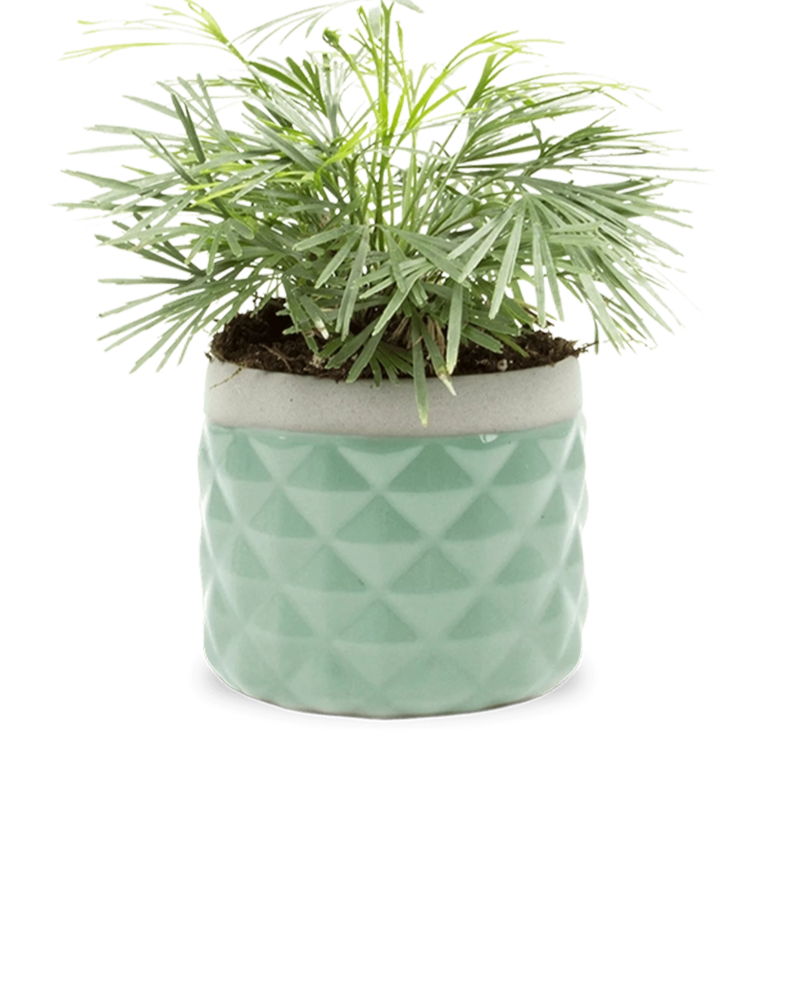 Chive Pina aqua color ceramic diamond-textured planter pot styled with a plant, with no drainage.