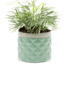 Chive Pina aqua color ceramic diamond-textured planter pot styled with a plant, with no drainage.