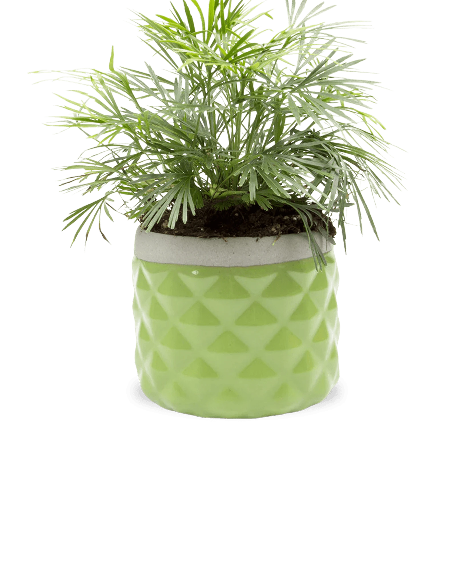 Chive Pina fern color ceramic diamond-textured planter pot styled with a plant, with no drainage.