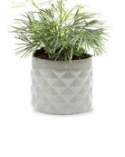 Chive Pina light grey ceramic diamond-textured planter pot styled with a plant, with no drainage.