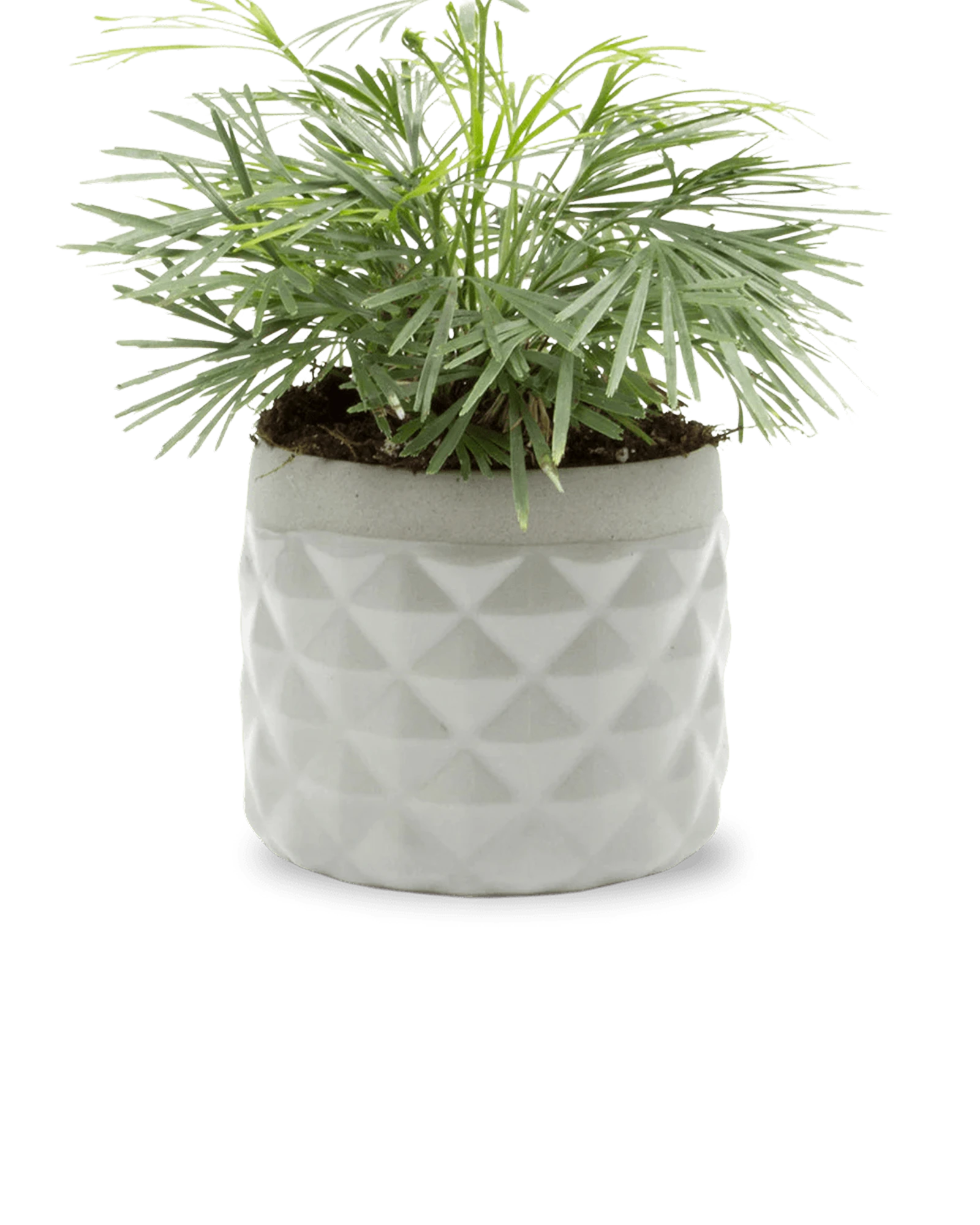 Chive Pina light grey ceramic diamond-textured planter pot styled with a plant, with no drainage.