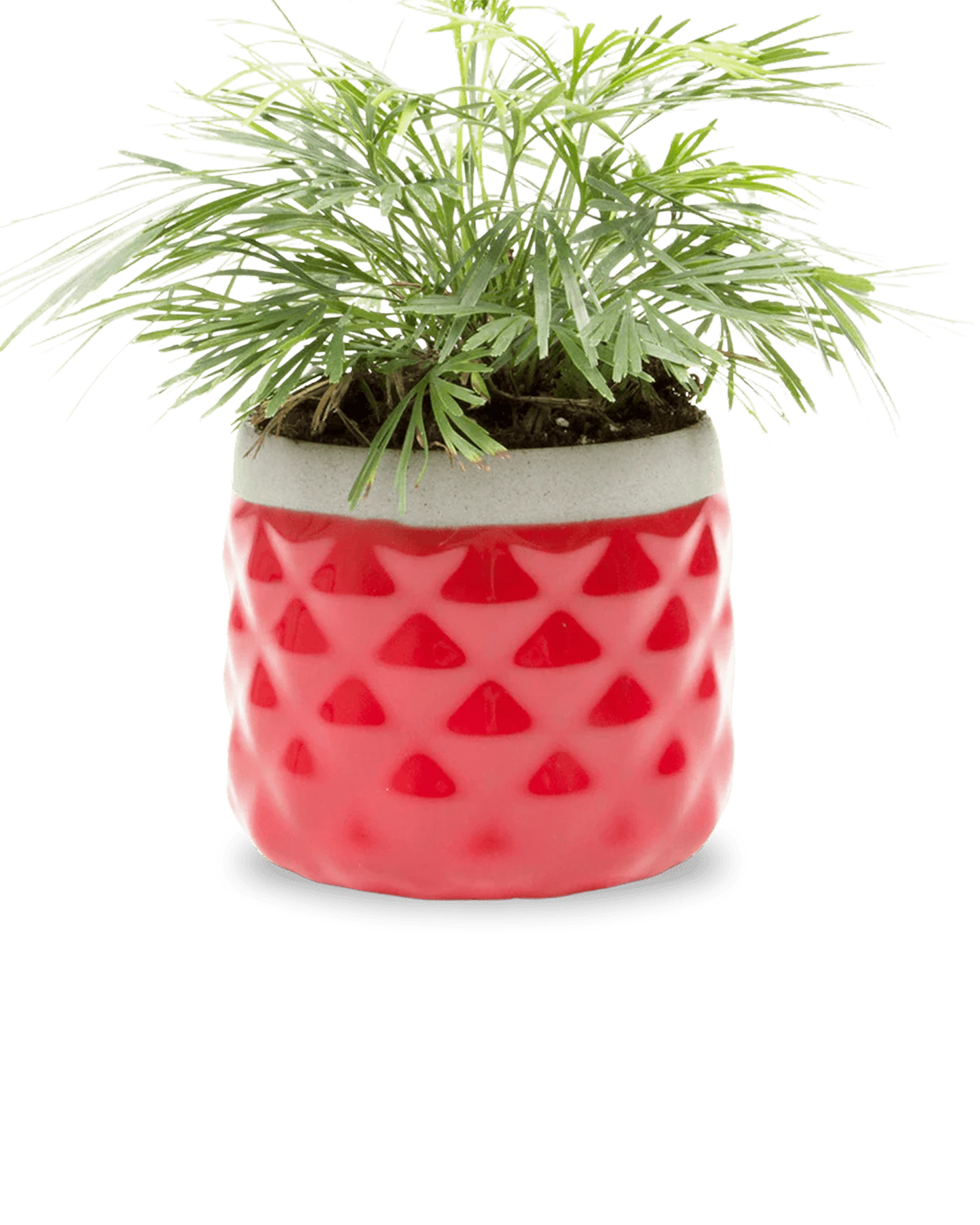 Chive Pina red ceramic diamond-textured planter pot styled with a plant, with no drainage.