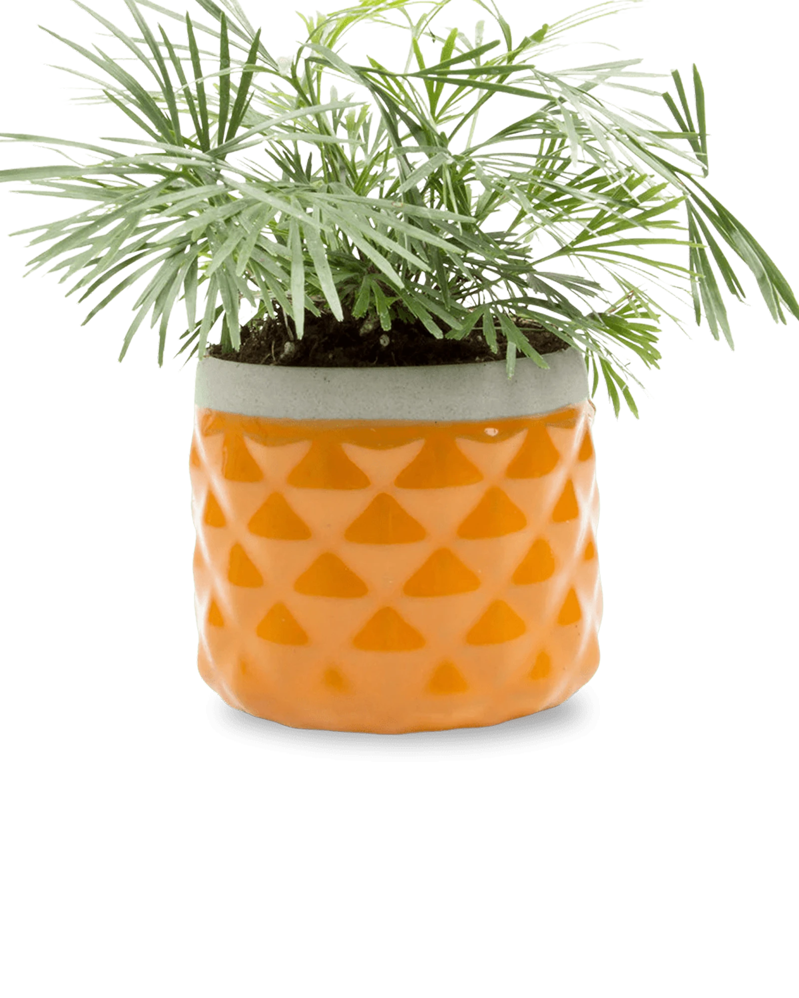 Chive Pina rust color ceramic diamond-textured planter pot styled with a plant, with no drainage.