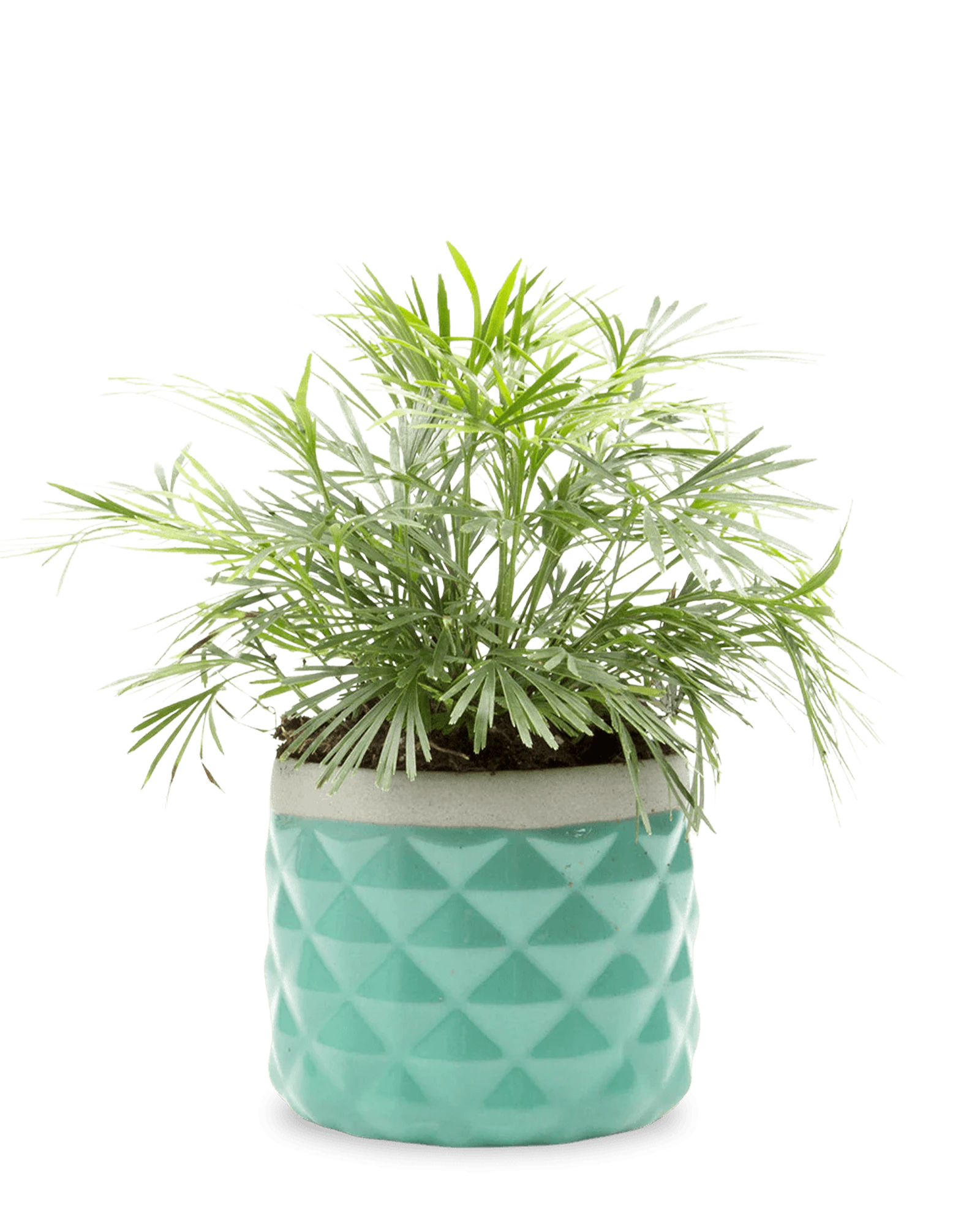 Chive Pina seafoam color ceramic diamond-textured planter pot styled with a plant.