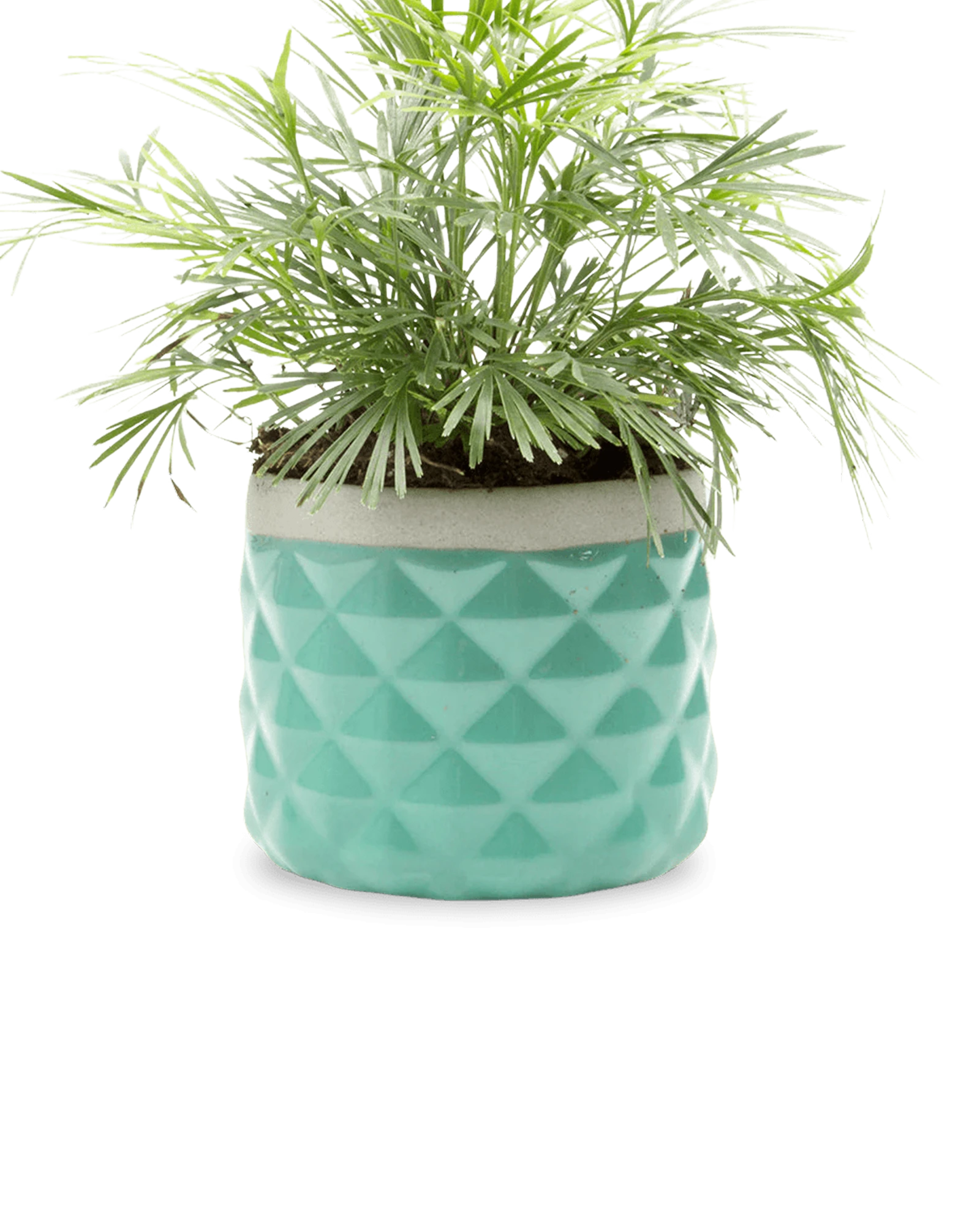 Chive Pina seafoam color ceramic diamond-textured planter pot styled with a plant, with no drainage.