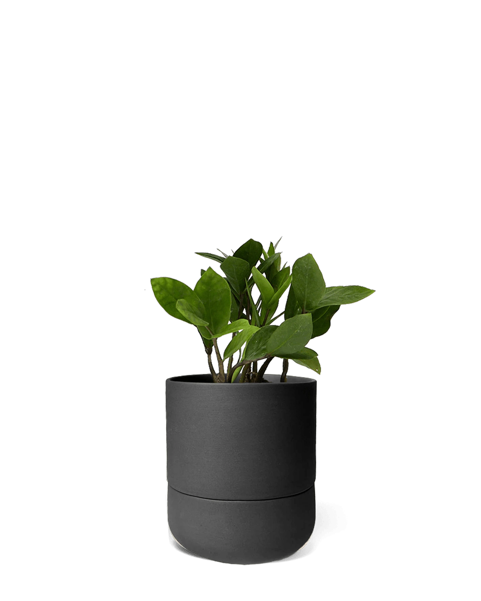 Chive Ryan black ceramic self-watering pot with drainage and saucer styled with a plant.