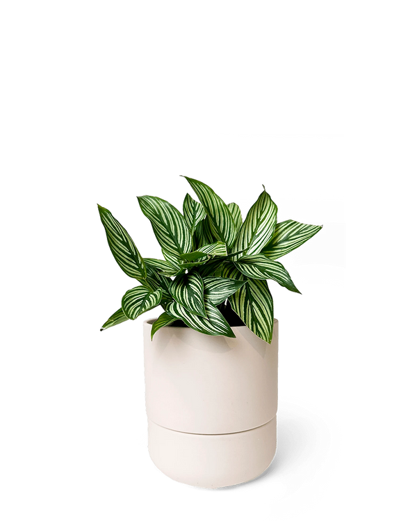 Ryan Self-Watering Plant Pots
