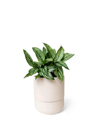 Chive Ryan blush pink ceramic self-watering pot with drainage and saucer styled with a plant.