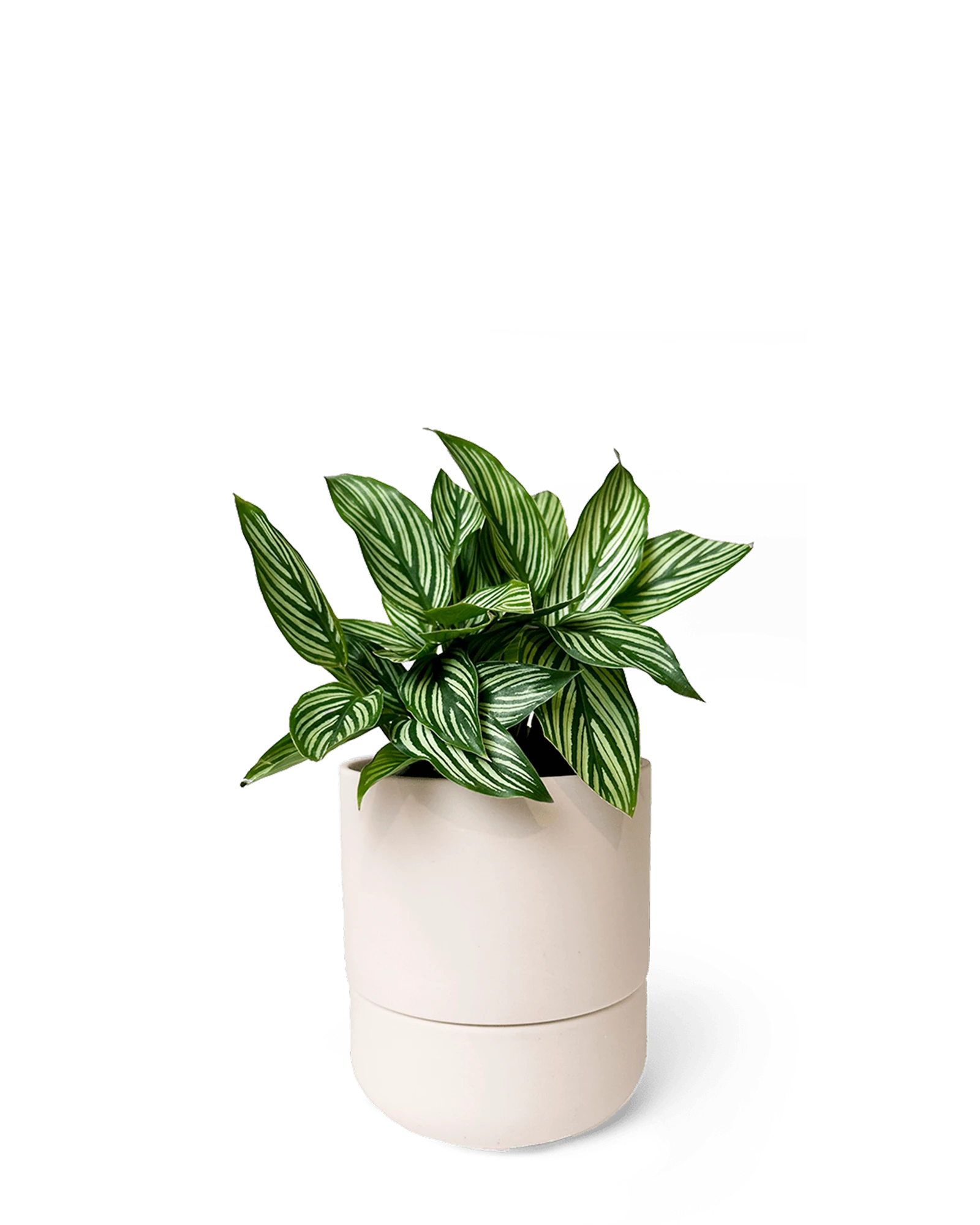 Chive Ryan blush pink ceramic self-watering pot with drainage and saucer styled with a plant.