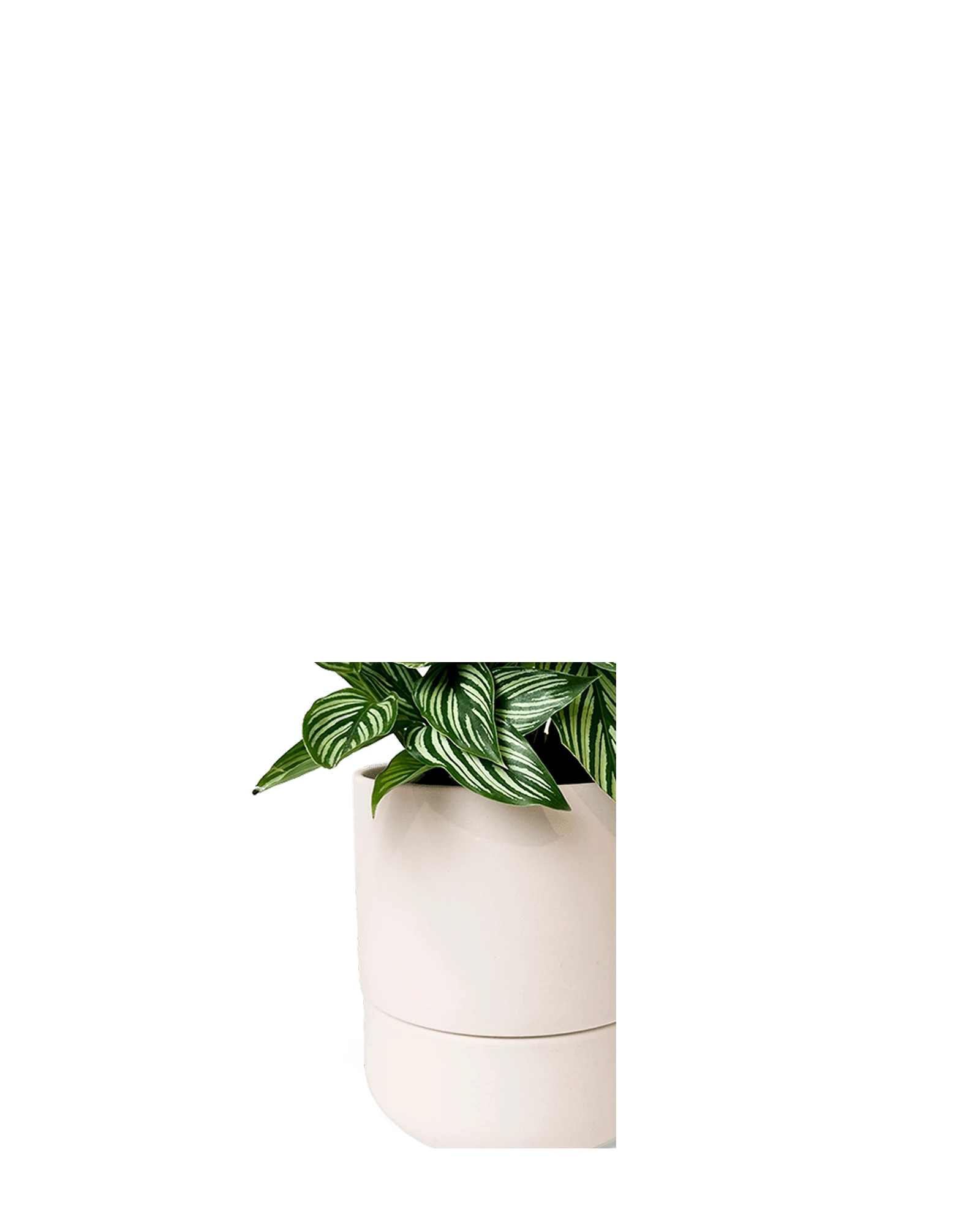 Close up of Chive Ryan blush pink ceramic self-watering plant pot with drainage hole and detachable saucer.