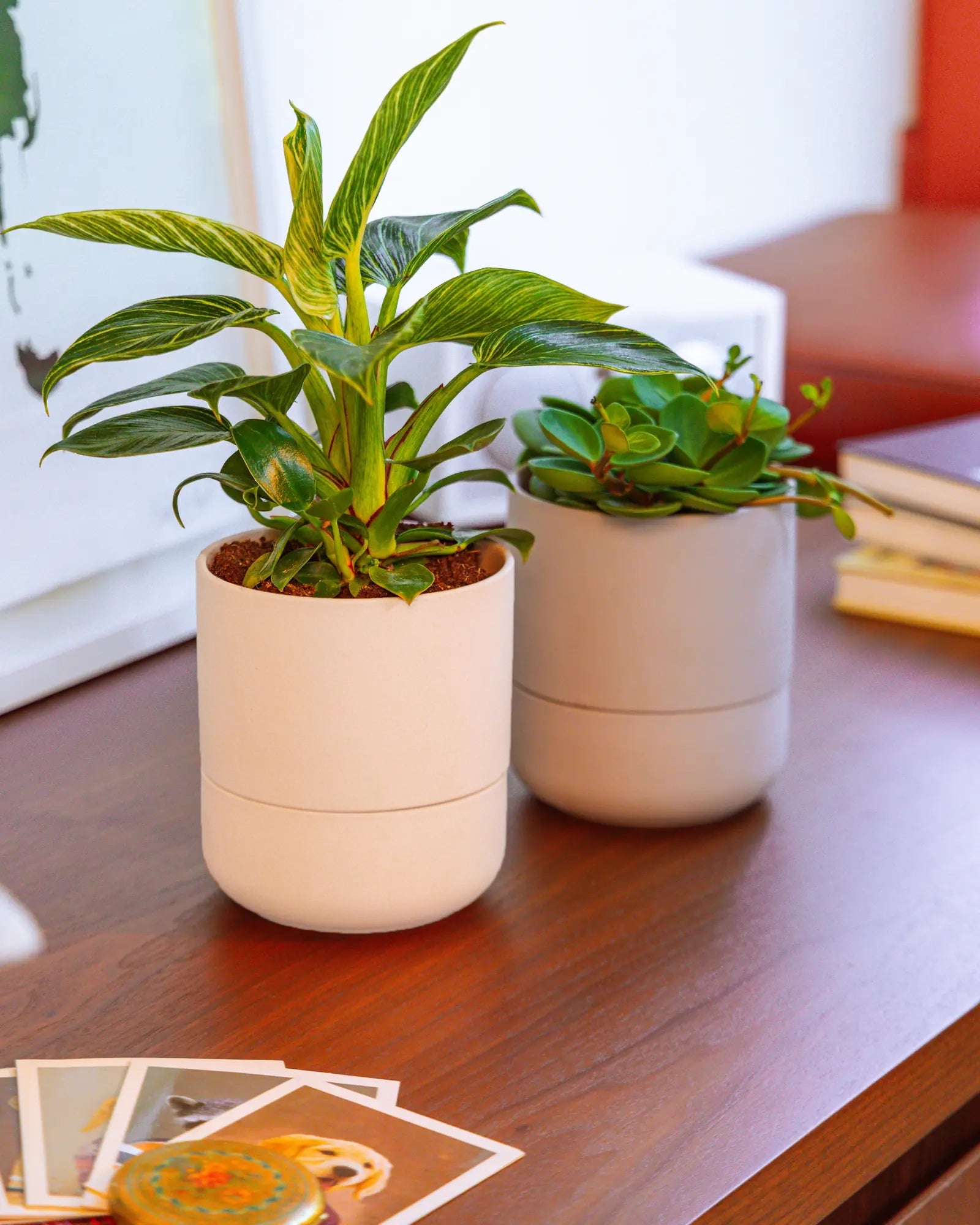 Chive Ryan self-watering ceramic planters in blush and grey styled with a dracaena and jade plant on a wood table.