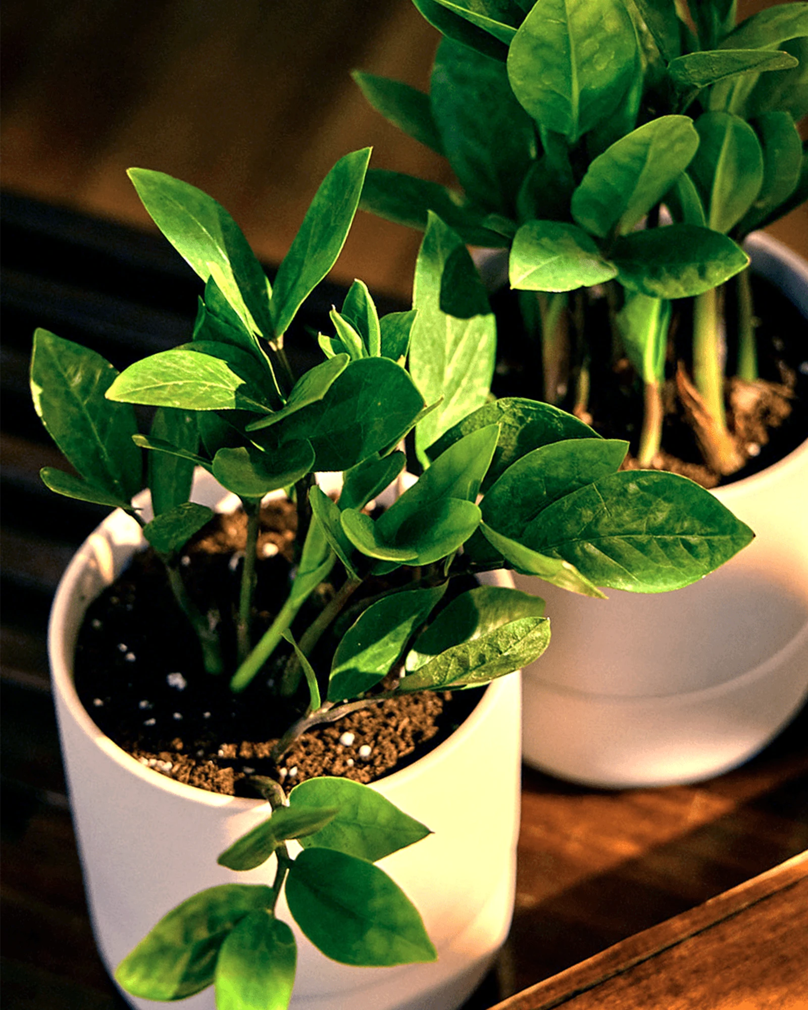 Two Chive Ryan blush pink ceramic self-watering pots styled with a plant on a wood table under sunlight.
