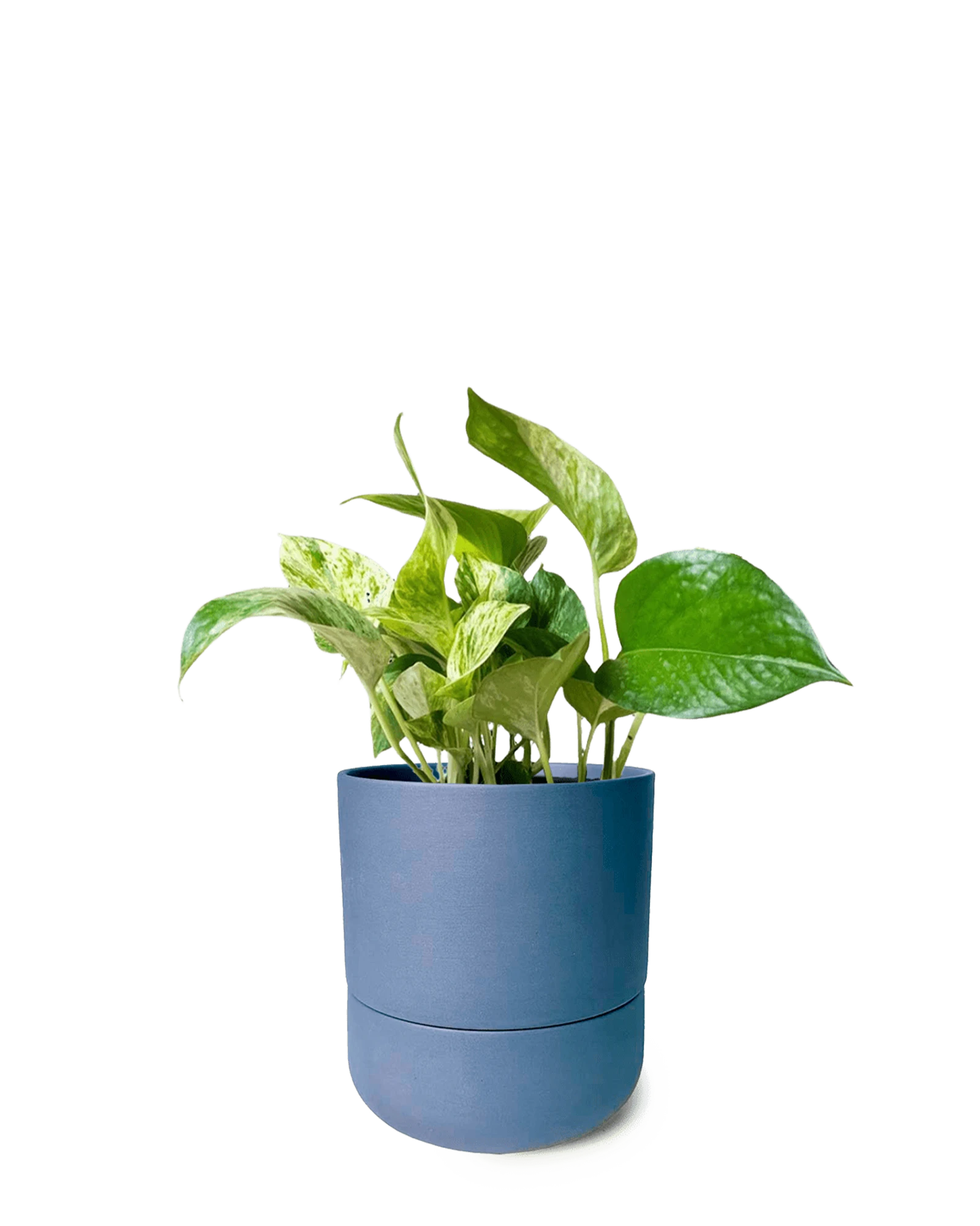 Chive Ryan dark blue ceramic self-watering pot with drainage and saucer styled with a pothos plant.