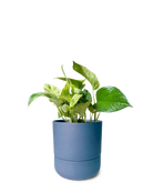 Chive Ryan dark blue ceramic self-watering pot with drainage and saucer styled with a pothos plant.