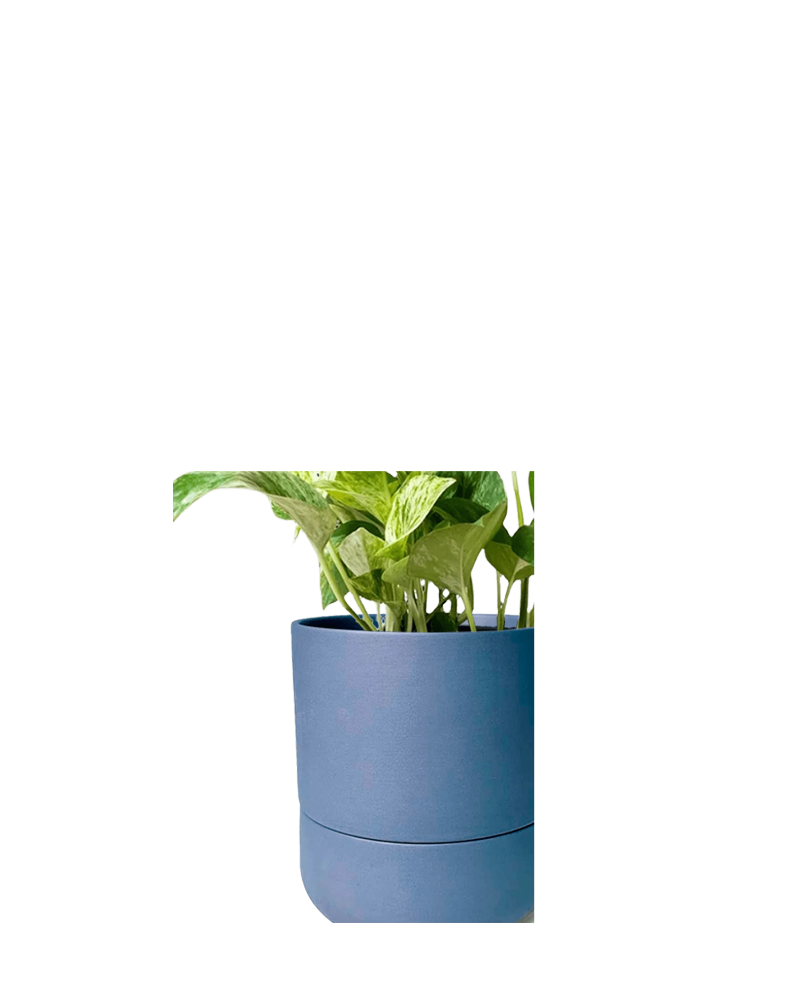 Close up of Chive Ryan dark blue ceramic self-watering plant pot with drainage hole and detachable saucer, with a pothos.