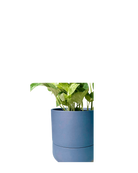 Close up of Chive Ryan dark blue ceramic self-watering plant pot with drainage hole and detachable saucer, with a pothos.