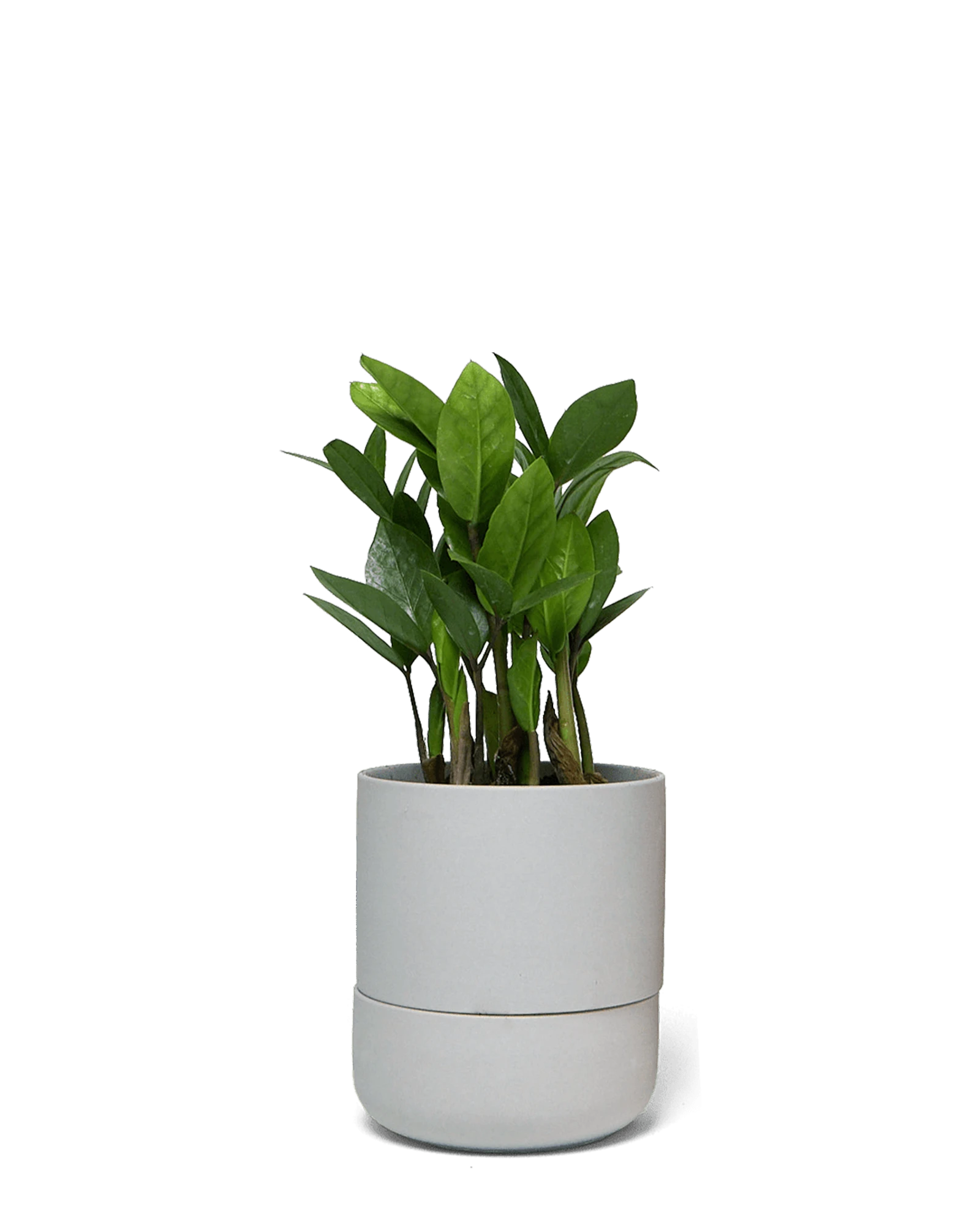 Chive Ryan grey ceramic self-watering pot with drainage and saucer styled with a plant.