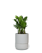 Chive Ryan grey ceramic self-watering pot with drainage and saucer styled with a plant.