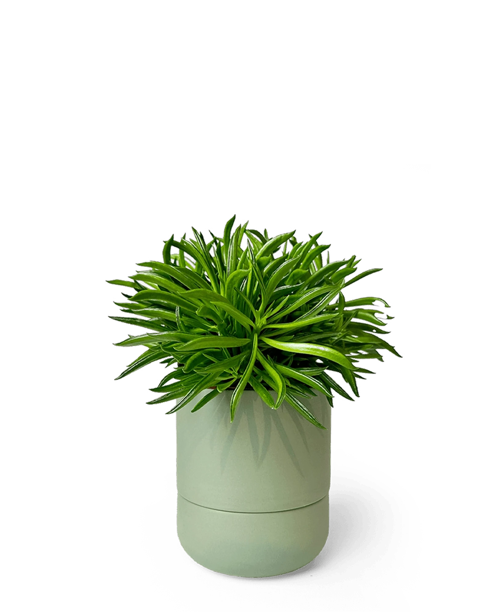 Chive Ryan olive ceramic self-watering pot with drainage and saucer styled with a plant.