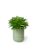 Chive Ryan olive ceramic self-watering pot with drainage and saucer styled with a plant.
