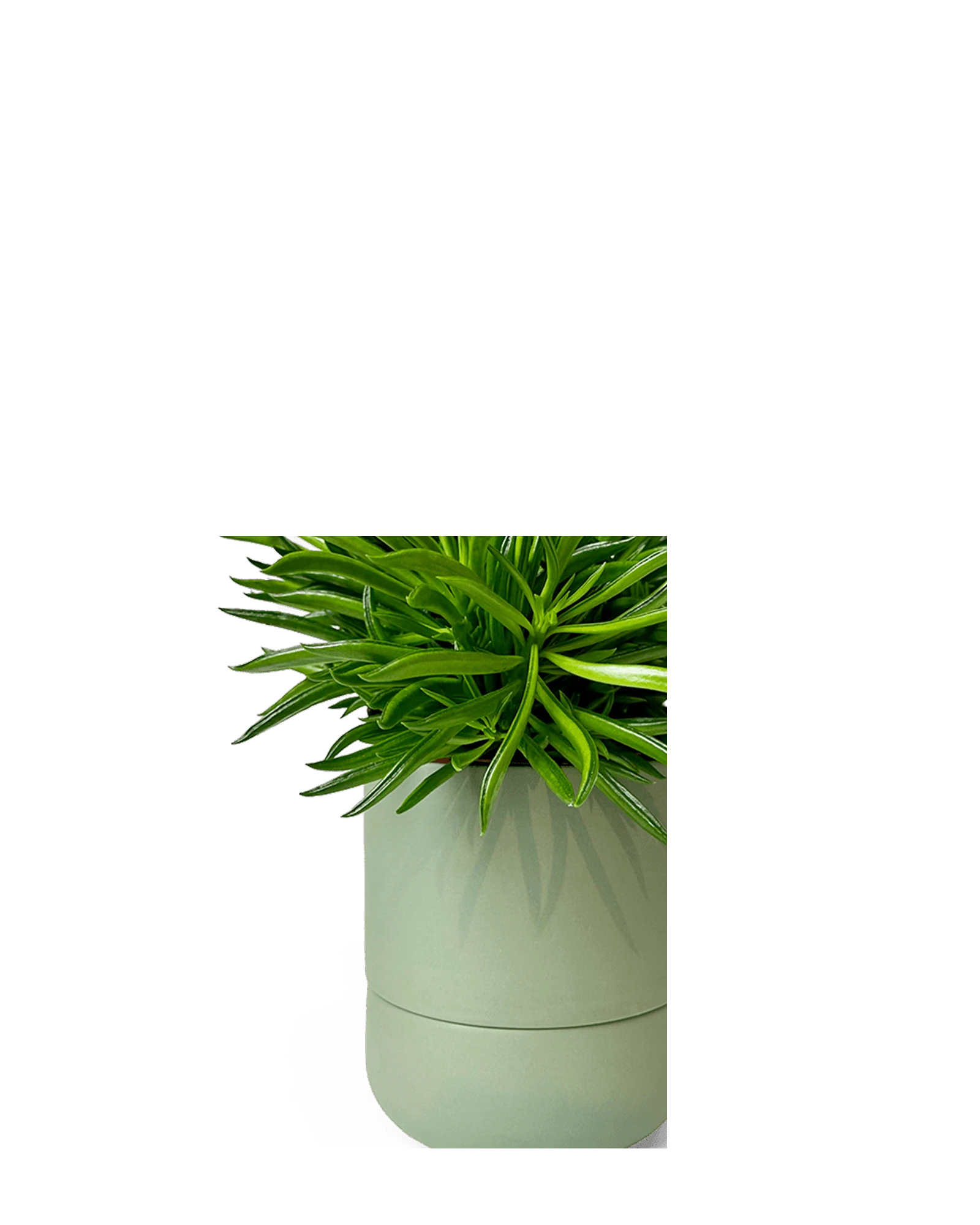 Close up of Chive Ryan olive ceramic self-watering plant pot with drainage hole and detachable saucer.