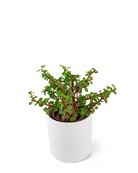 Chive Ryan white self-watering ceramic planter with a matte finish, styled with a jade plant.