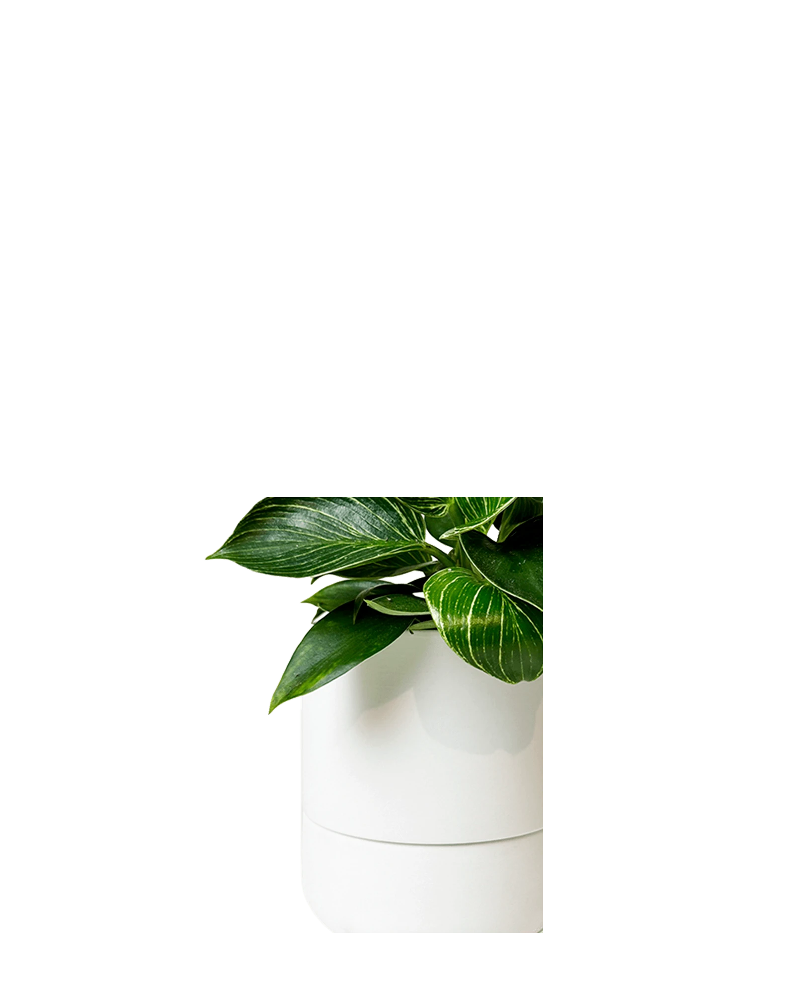 Close up of Chive Ryan white ceramic self-watering plant pot with drainage and detachable saucer, styled with a plant.