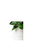 Close up of Chive Ryan white ceramic self-watering plant pot with drainage and detachable saucer, styled with a plant.