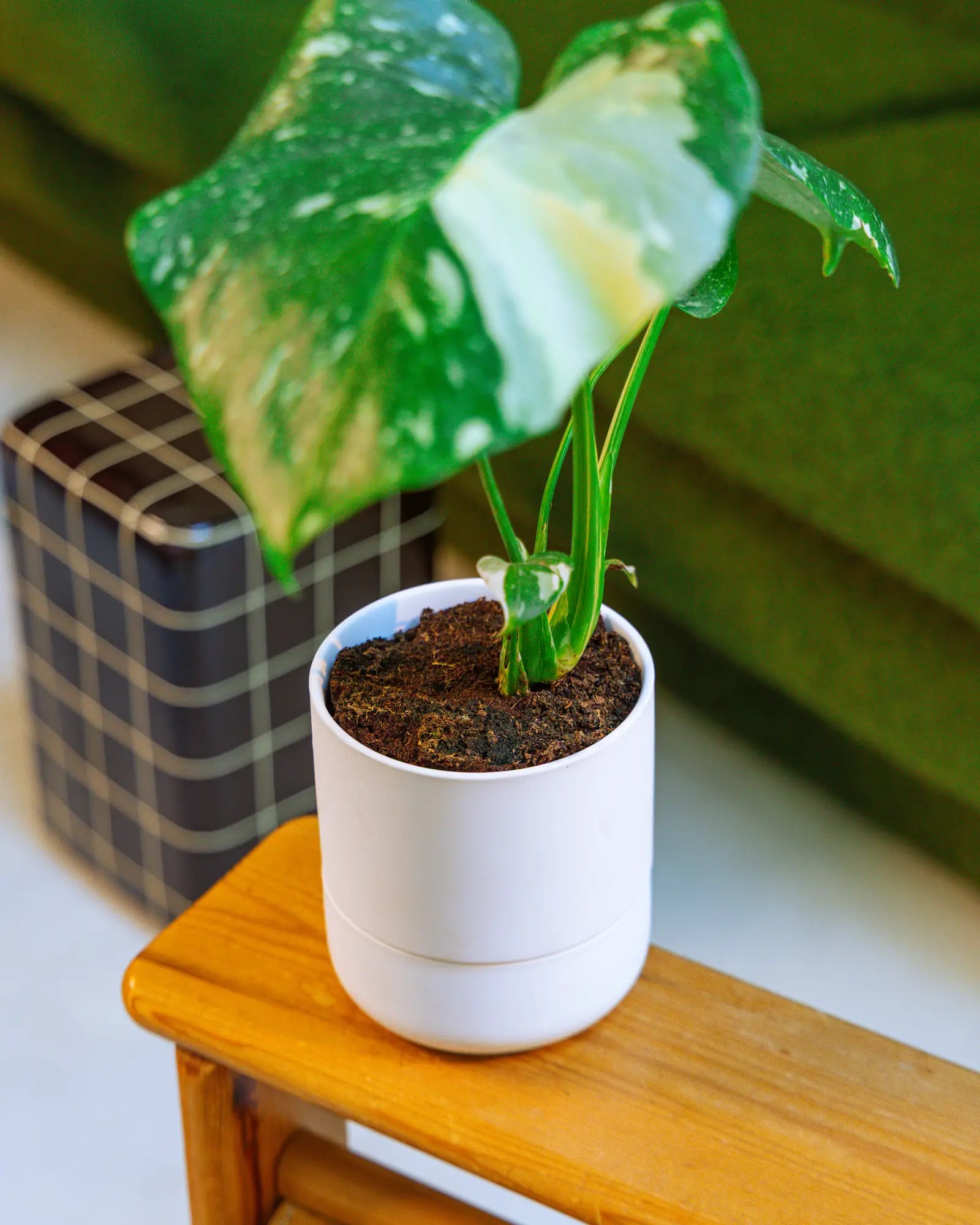 Chive Ryan white self-watering ceramic planter styled with a variegated monstera on a wooden side table.