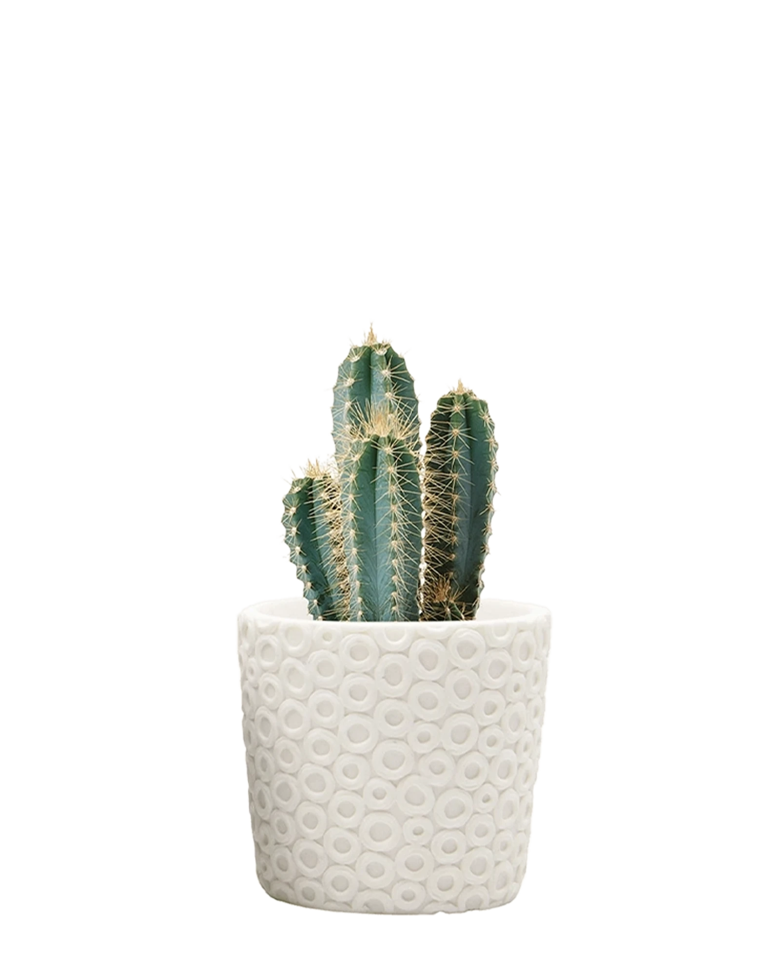 Chive Stagma white dots resin planter pot styled with a cactus plant.