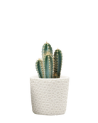 Chive Stagma white dots resin planter pot styled with a cactus plant.