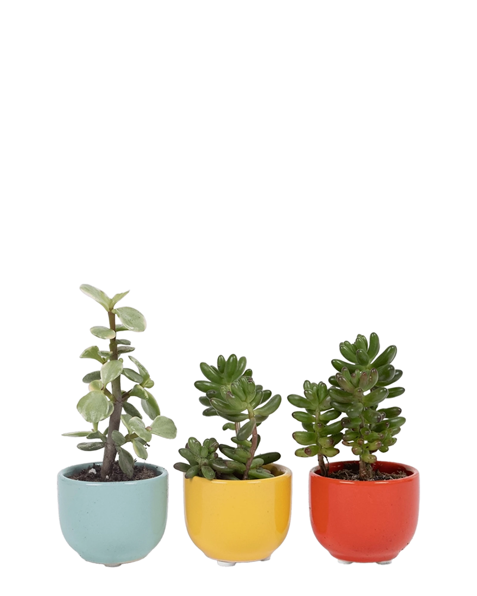 Three Chive Succulent Cup ceramic plant pots in blue, yellow, and red styled with small plants.